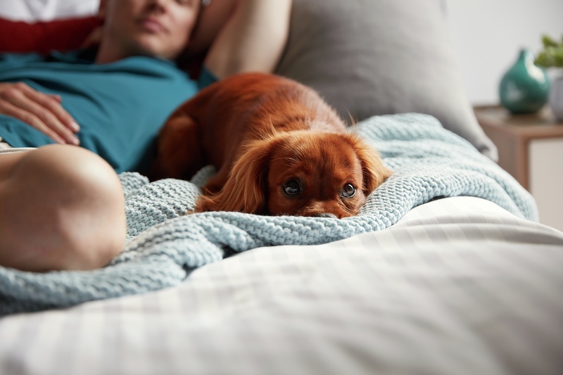 Petfriendly Apartment Rentals Quintain Living